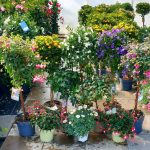 Buntes für Balkon, Terassen und Blumenbeete